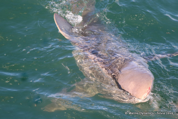 Bronze whale shark, South Africa